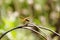 Dragonfly catching on branch of tree with green background