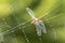 A Dragonfly Caught in a Spiderweb