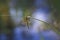 Dragonfly - clinging to blades of grass, just hatched and dries in the sun, has a damaged wing. beautiful blue bokeh