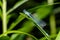 Dragonfly close-up. A close-up photo of a dragonfly sitting on a sheet. Dragonfly blue color in the forest in nature. Flying adder