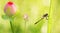 Dragonfly close up with water lily flowers