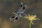 Dragonfly close up on a yellow flower