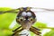 Dragonfly closeup face blur background bug animal