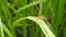 Dragonfly closeup on green grass