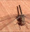 Dragonfly closeup pic with beautiful wings