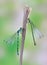Dragonfly Coenagrion hastulatum (couple)