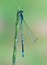 Dragonfly Coenagrion puella (male)