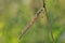 A dragonfly Coenagrionidae sits on a dry grass stalk