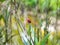 Dragonfly colorful holding on flower