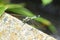 Dragonfly / Common skimmer Male