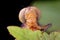 Dragonfly compound eyes close-up