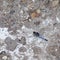 Dragonfly on concrete surfaces