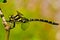 Dragonfly - Cordulegaster boltonii