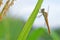 Dragonfly on corn field