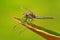 Dragonfly from Costa Rica. Dragonfly sitting on green leaves. Beautiful dragon fly in the nature habitat. Nice insect from central