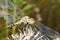 A dragonfly with damaged wings sits on a flower.