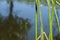 Dragonfly Damselfly insects closeup