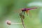 Dragonfly, Dragonflies of Thailand Trithemis aurora