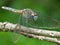 Dragonfly On Dried Twig 1