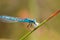 Dragonfly eating