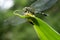 Dragonfly eating