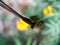 Dragonfly eating another insect, sitting on the flower buds