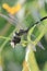 Dragonfly eating small butterfly insects predator