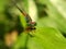 Dragonfly Eating time Biology