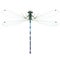 Dragonfly Enallagma cyathigerum (male)