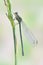 Dragonfly Erythromma najas (female)