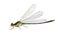 Dragonfly Erythromma najas (male)