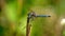 Dragonfly in the Everglades