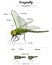 Dragonfly External Anatomy