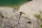 Dragonfly feeding in its environment.