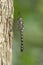 Dragonfly - female of Tyriobapta torrida