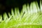 Dragonfly on fern leave