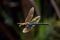 Dragonfly in flight