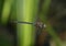 Dragonfly in flight - Migrant hawker