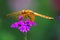 Dragonfly on the flower