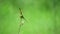 Dragonfly on a flower with a nice green Background