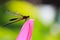 Dragonfly on flower petal