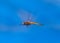 Dragonfly flying on a blue sky background