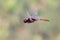 Dragonfly flying freeze closeup wings animal insect