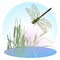 Dragonfly flying over a pond overgrown with reeds. Life is flying predatory insects.