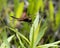 Dragonfly on foliage.  Dragonfly image. Portrait. Picture. Insect dragonfly