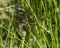 Dragonfly on foliage.  Dragonfly image. Portrait. Picture. Insect dragonfly