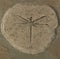 Dragonfly Fossil