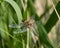 Dragonfly Four-spotted Chaser sunbathing on reed