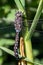 Dragonfly in the garden