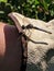 Dragonfly on garden glove